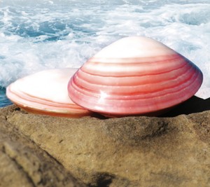 Lava Shell - PHOTO